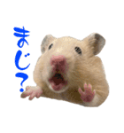チーズ ザ ハムスター（個別スタンプ：3）