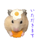 チーズ ザ ハムスター（個別スタンプ：6）