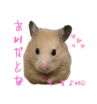 チーズ ザ ハムスター（個別スタンプ：7）