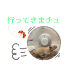 チーズ ザ ハムスター（個別スタンプ：8）