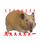 チーズ ザ ハムスター（個別スタンプ：9）