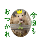 チーズ ザ ハムスター（個別スタンプ：11）