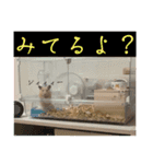 チーズ ザ ハムスター（個別スタンプ：16）