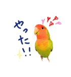 コザクラインコのつむぎさんときなこさん❤（個別スタンプ：3）