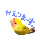 コザクラインコのつむぎさんときなこさん❤（個別スタンプ：30）