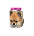 pome POPO（個別スタンプ：1）