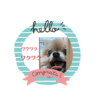 pome POPO（個別スタンプ：4）