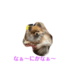 pome POPO（個別スタンプ：5）