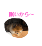 pome POPO（個別スタンプ：7）