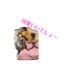 pome POPO（個別スタンプ：8）