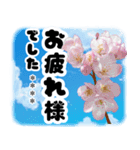 お名前が何度も変えられる春桜と青空/挨拶（個別スタンプ：14）