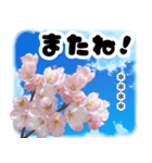 お名前が何度も変えられる春桜と青空/挨拶（個別スタンプ：40）