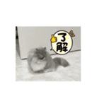 動く Juliet the cat（個別スタンプ：5）