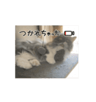 動く Juliet the cat（個別スタンプ：11）