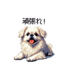 ドット絵 ペキニーズ 白 日常会話（個別スタンプ：17）