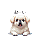 ドット絵 ペキニーズ 白 日常会話（個別スタンプ：20）