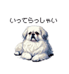 ドット絵 ペキニーズ 白 日常会話（個別スタンプ：29）