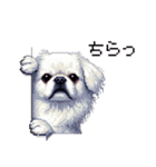 ドット絵 ペキニーズ 白 日常会話（個別スタンプ：31）