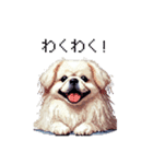 ドット絵 ペキニーズ 白 日常会話（個別スタンプ：34）