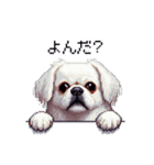 ドット絵 ペキニーズ 白 日常会話（個別スタンプ：37）