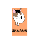 みけねこみーたんの日常スタンプ（個別スタンプ：18）