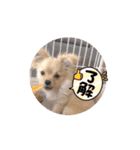 My Dog ミレちゃん 日常で使う会話編（個別スタンプ：1）