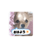 My Dog ミレちゃん 日常で使う会話編（個別スタンプ：7）