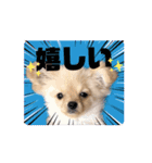 My Dog ミレちゃん 日常で使う会話編（個別スタンプ：9）