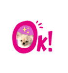 My Dog ミレちゃん 日常で使う会話編（個別スタンプ：11）