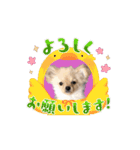 My Dog ミレちゃん 日常で使う会話編（個別スタンプ：12）