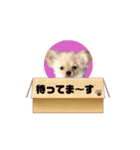 My Dog ミレちゃん 日常で使う会話編（個別スタンプ：13）