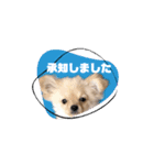 My Dog ミレちゃん 日常で使う会話編（個別スタンプ：14）