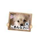 My Dog ミレちゃん 日常で使う会話編（個別スタンプ：16）