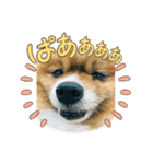 わたしのアリス（個別スタンプ：5）