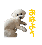 おもち通りまーす。（個別スタンプ：1）
