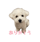おもち通りまーす。（個別スタンプ：5）