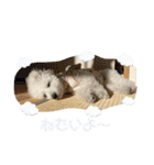 おもち通りまーす。（個別スタンプ：36）