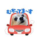あるくうちゃん（個別スタンプ：14）