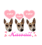 The dogs are kawaii（個別スタンプ：23）