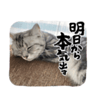 小泉家のアイドル（個別スタンプ：16）