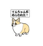 コーギー犬～てんちゃん時々りぼんちゃん～（個別スタンプ：1）