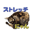 幸運のサビ猫 うるの日常スタンプ（個別スタンプ：34）