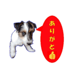ロンジェ1（個別スタンプ：3）