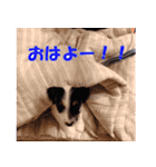 ロンジェ1（個別スタンプ：9）