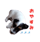 ロンジェ1（個別スタンプ：10）