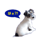 ロンジェ1（個別スタンプ：15）