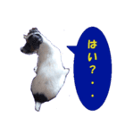 ロンジェ1（個別スタンプ：16）