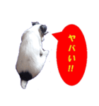 ロンジェ1（個別スタンプ：19）