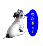 ロンジェ1（個別スタンプ：21）