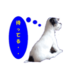 ロンジェ1（個別スタンプ：28）